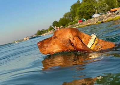 kemping Balaton Mirabella Camping Zamárdi kutybarát strand