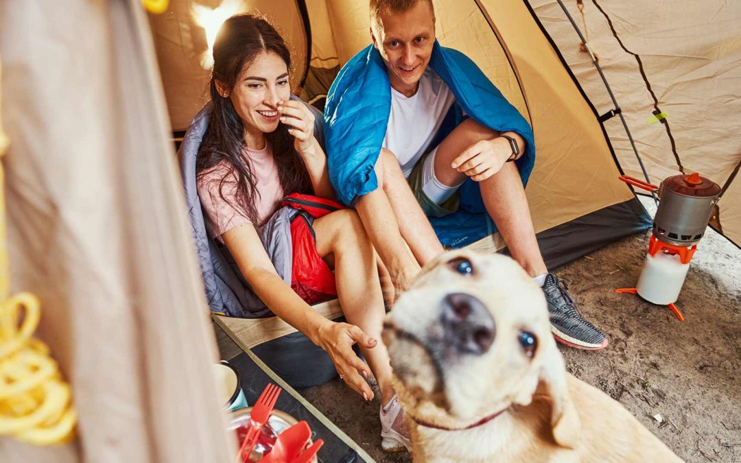 Dog-friendly campsite