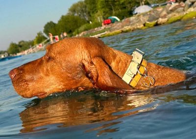 kutyabarát kemping Mirabella Camping Zamárdi Balaton