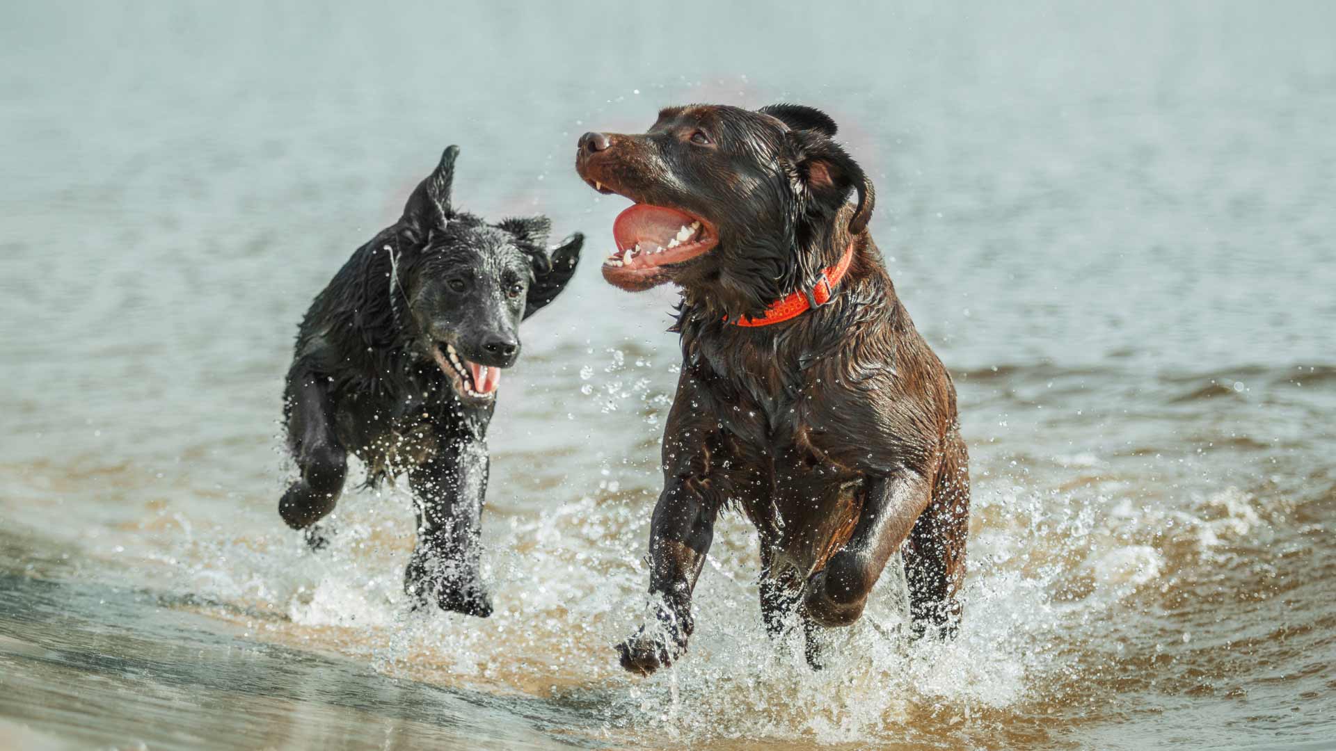 Dog-friendly beach at Mirabella Camping