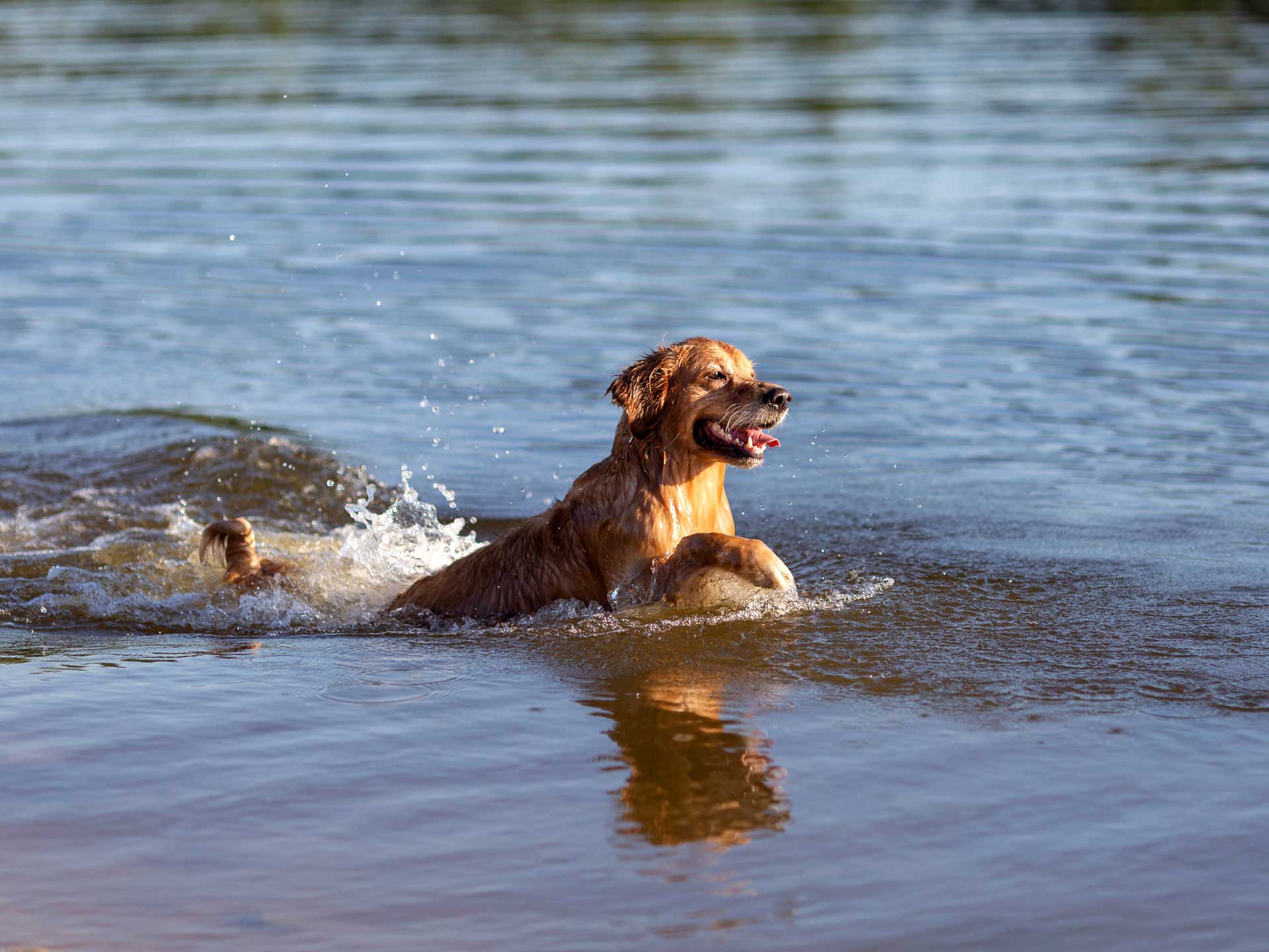 holiday Mirabella Camping Balaton dog beach Zamárdi camping beach