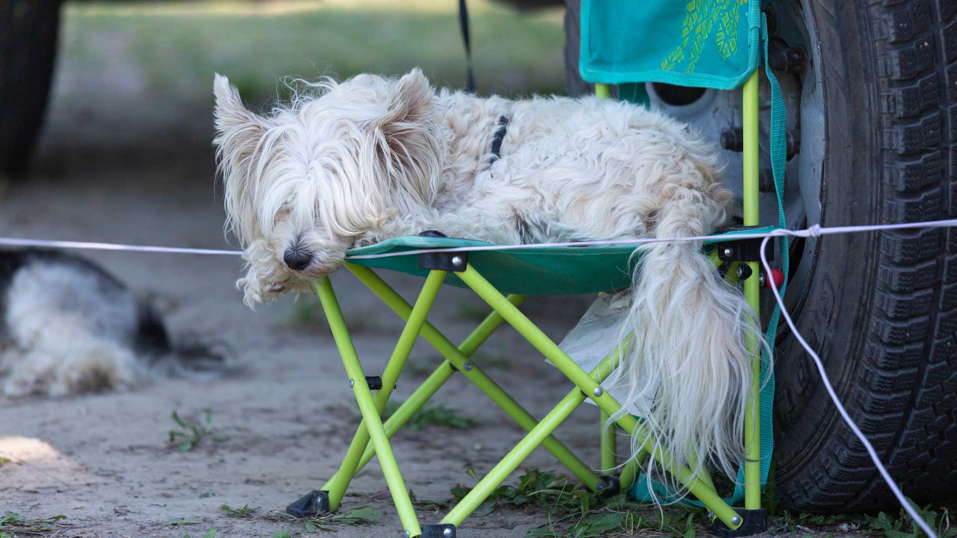 a dog-friendly campsite