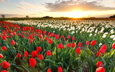 Tulipánszüret Kőröshegyen, a Balaton legnagyobb virágoskertjében
