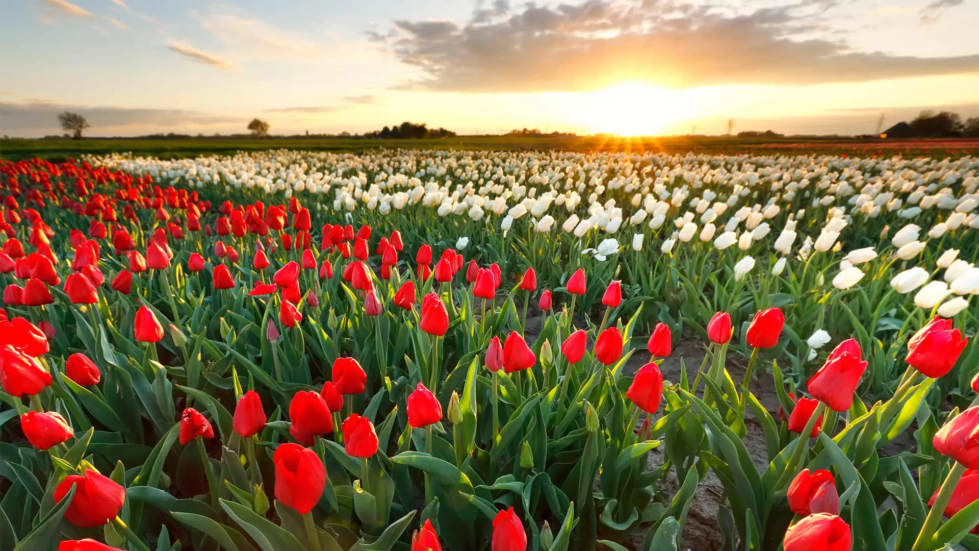 tulipánszüret Kőröshegy Mirabella Camping Zamárdi